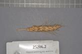 Click for 1 image(s) for this accession. Spike